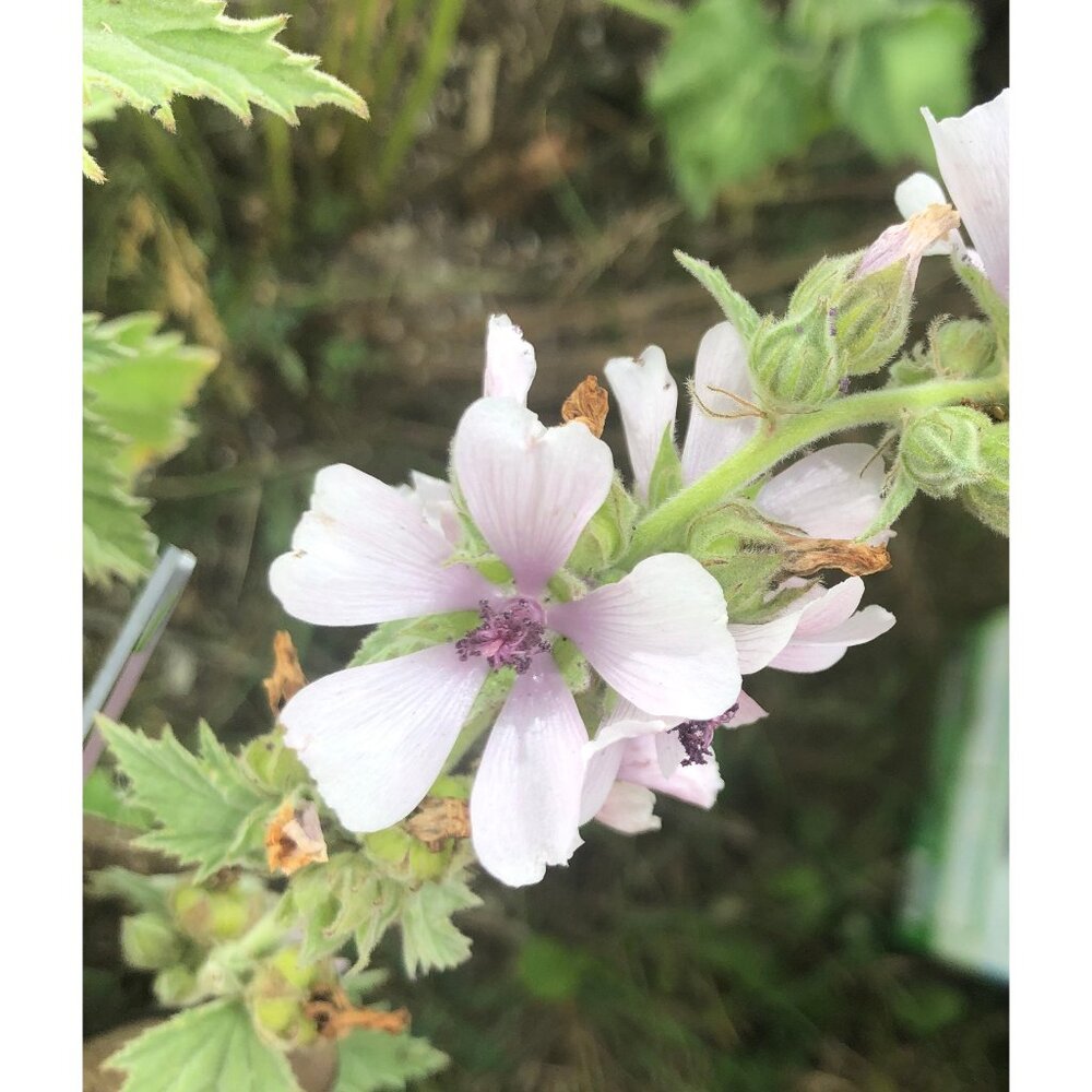 100+ Marshmallow flower, Althaea officinalis, Marsh Mallow Plant seeds